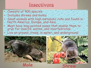 • Consists of 400 species
• Includes shrews and moles
• Small animals with high metabolic rate and found in
  North America, Europe, and Asia.
• Most have long pointed noses that enable them to
  grub for insects, worms, and invertebrates.
• Live on ground, trees, in water, and underground




            Mole                       Shrew            11
 