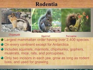 Rodentia




  Chipmunk
                      Squirrel        Porcupine
Largest mammalian order having over 2,400 species.
On every continent except for Antarctica
Includes squirrels, marmots, chipmunks, gophers,
muskrats, mice, rats, and porcupines.
Only two incisors in each jaw, grow as long as rodent
lives, and used for gnawing
                                                  12
 