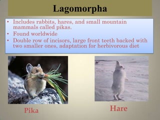 Lagomorpha
• Includes rabbits, hares, and small mountain
  mammals called pikas.
• Found worldwide
• Double row of incisors, large front teeth backed with
  two smaller ones, adaptation for herbivorous diet




      Pika                              Hare
                                                      13
 