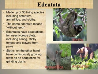 Edentata
• Made up of 30 living species
  including anteaters,
  armadillos, and sloths.
• The name edentate means
  “without teeth”
• Edentates have adaptations
  for insectivorous diets,
  including a long, sticky                    Sloths
  tongue and clawed front
  paws
• Sloths, on the other hand
  have continuously growing
  teeth as an adaptation for
  grinding plants
                                 Armadillos   Anteater
                                                         14
 