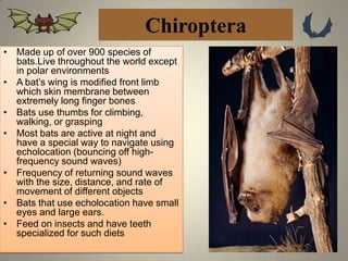 Chiroptera
• Made up of over 900 species of
  bats.Live throughout the world except
  in polar environments
• A bat’s wing is modified front limb
  which skin membrane between
  extremely long finger bones
• Bats use thumbs for climbing,
  walking, or grasping
• Most bats are active at night and
  have a special way to navigate using
  echolocation (bouncing off high-
  frequency sound waves)
• Frequency of returning sound waves
  with the size, distance, and rate of
  movement of different objects
• Bats that use echolocation have small
  eyes and large ears.
• Feed on insects and have teeth
  specialized for such diets
                                            15
 