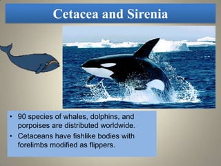 Cetacea and Sirenia




• 90 species of whales, dolphins, and
  porpoises are distributed worldwide.
• Cetaceans have fishlike bodies with
  forelimbs modified as flippers.
                                         16
 