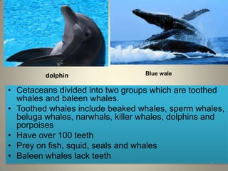 dolphin                  Blue wale


• Cetaceans divided into two groups which are toothed
  whales and baleen whales.
• Toothed whales include beaked whales, sperm whales,
  beluga whales, narwhals, killer whales, dolphins and
  porpoises
• Have over 100 teeth
• Prey on fish, squid, seals and whales
• Baleen whales lack teeth
                                                  17
 