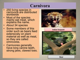 Carnivora
• 250 living species in
  carnivoria are distributed
  worldwide
• Most of the species
  mainly eat meat, which
  explains the name.
• About 34 species
• Some members of this           Indian leopard
  order such as bears feed
  extensively on plant
  material as well as meat,
  so they are called
  omnivores.
• Carnivores generally
  have long canine teeth,
  strong jaws, clawed toes.

                                         Bear     19
 