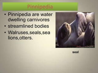 Pinnipedia
• Pinnipedia are water
  dwelling carnivores
• streamlined bodies
• Walruses,seals,sea
  lions,otters.

                         seal




                                20
 