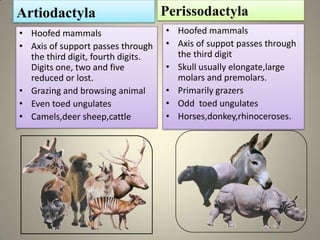 Artiodactyla                        Perissodactyla
• Hoofed mammals                    • Hoofed mammals
• Axis of support passes through    • Axis of suppot passes through
  the third digit, fourth digits.     the third digit
  Digits one, two and five          • Skull usually elongate,large
  reduced or lost.                    molars and premolars.
• Grazing and browsing animal       • Primarily grazers
• Even toed ungulates               • Odd toed ungulates
• Camels,deer sheep,cattle          • Horses,donkey,rhinoceroses.




                                                                  21
 