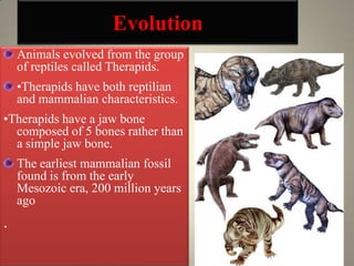 Evolution
    Animals evolved from the group
    of reptiles called Therapids.
    •Therapids have both reptilian
    and mammalian characteristics.
•Therapids have a jaw bone
  composed of 5 bones rather than
  a simple jaw bone.
    The earliest mammalian fossil
    found is from the early
    Mesozoic era, 200 million years
    ago
.
                                      3
 
