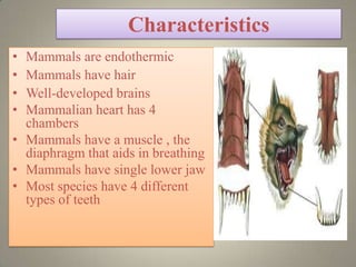 Characteristics
• Mammals are endothermic
• Mammals have hair
• Well-developed brains
• Mammalian heart has 4
  chambers
• Mammals have a muscle , the
  diaphragm that aids in breathing
• Mammals have single lower jaw
• Most species have 4 different
  types of teeth


                                      4
 