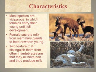 Characteristics
• Most species are
  viviparous, in which
  females carry their
  young until full
  development
• Female secrete milk
  from mammary glands
  to feed newborn young.
• Two feature that
  distinguish them from
  other invertebrates are
  that they all have hair
  and they produce milk

                                 5
 