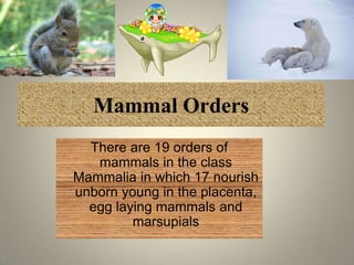 Mammal Orders
  There are 19 orders of
   mammals in the class
Mammalia in which 17 nourish
unborn young in the placenta,
  egg laying mammals and
         marsupials

                                6
 