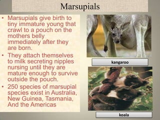 Marsupials
• Marsupials give birth to
  tiny immature young that
  crawl to a pouch on the
  mothers belly
  immediately after they
  are born.
• They attach themselves
  to milk secreting nipples        kangaroo
  nursing until they are
  mature enough to survive
  outside the pouch.
• 250 species of marsupial
  species exist in Australia,
  New Guinea, Tasmania,
  And the Americas
                                      koala
 