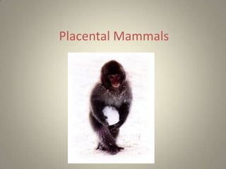 Placental Mammals




                    9
 
