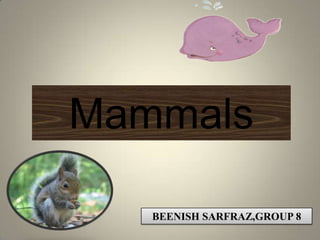 Mammals

   BEENISH SARFRAZ,GROUP 8
                         1
 