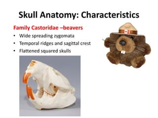 Mammal lab exam-revised2012 | PDF