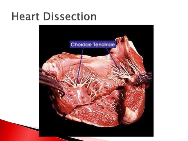 Mammal Heart Dissection PPTX Heart And Cardiovascular Diseases mammal-heart-dissection-pptx-heart-and-cardiovascular-diseases