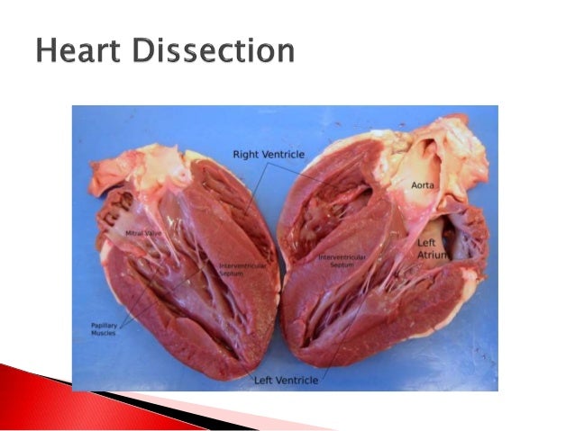 Mammal Heart Dissection