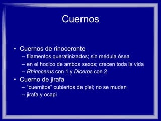 Cuernos Cuernos de rinoceronte filamentos queratinizados; sin médula ósea en el hocico de ambos sexos; crecen toda la vida Rhinocerus  con 1 y  Diceros  con 2 Cuerno de jirafa “ cuernitos” cubiertos de piel; no se mudan  jirafa y ocapi 
