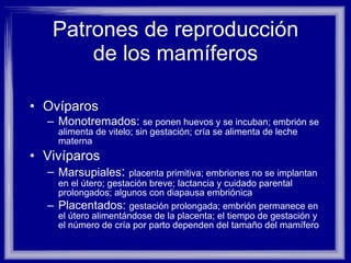Patrones de reproducción de los mamíferos Ovíparos Monotremados:  se ponen huevos y se incuban; embrión se alimenta de vitelo; sin gestación; cría se alimenta de leche materna  Vivíparos Marsupiales :  placenta primitiva; embriones no se implantan en el útero; gestación breve; lactancia y cuidado parental prolongados; algunos con diapausa embriónica Placentados:  gestación prolongada; embrión permanece en el útero alimentándose de la placenta; el tiempo de gestación y el número de cría por parto dependen del tamaño del mamífero 