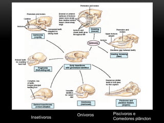 Roedor




                                      Pastador



Frugívoros




               Onívoros      Piscívoros e
 Insetívoros                 Comedores plâncton
 