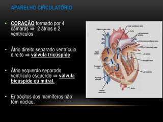 APARELHO CIRCULATÓRIO

• CORAÇÃO formado por 4
  câmaras ⇛ 2 átrios e 2
  ventrículos

• Átrio direito separado ventrículo
  direito ⇛ válvula tricúspide

• Átrio esquerdo separado
  ventrículo esquerdo ⇛ válvula
  bicúspide ou mitral.

• Eritrócitos dos mamíferos não
  têm núcleo.
 