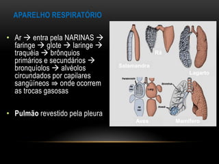 APARELHO RESPIRATÓRIO

• Ar  entra pela NARINAS 
  faringe  glote  laringe 
  traquéia  brônquios                        Rã
  primários e secundários 
  bronquíolos  alvéolos         Salamandra
                                                       Lagarto
  circundados por capilares
  sangüíneos ⇛ onde ocorrem
  as trocas gasosas

• Pulmão revestido pela pleura
                                      Aves         Mamífero
 