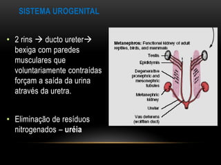 SISTEMA UROGENITAL


• 2 rins  ducto ureter
  bexiga com paredes
  musculares que
  voluntariamente contraídas
  forçam a saída da urina
  através da uretra.


• Eliminação de resíduos
  nitrogenados – uréia
 