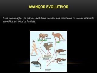 AVANÇOS EVOLUTIVOS

Essa combinação de fatores evolutivos peculiar aos mamíferos os tornou altamente
sucedidos em todos os habitats.
 