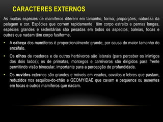 CARACTERES EXTERNOS
As muitas espécies de mamíferos diferem em tamanho, forma, proporções, natureza da
pelagem e cor. Espécies que correm rapidamente têm corpo estreito e pernas longas,
espécies grandes e sedentárias são pesadas em todos os aspectos, baleias, focas e
outras que nadam têm corpo fusiforme.
• A cabeça dos mamíferos é proporcionalmente grande, por causa do maior tamanho do
  encéfalo.
• Os olhos de roedores e de outros herbívoros são laterais (para perceber os inimigos
  dos dois lados); os de primatas, morcegos e carnívoros são dirigidos para frente
  permitindo visão binocular, importante para a percepção de profundidade.
• Os ouvidos externos são grandes e móveis em veados, cavalos e lebres que pastam,
  reduzidos nos esquilos-do-chão e GEOMYIDAE que cavam e pequenos ou ausentes
  em focas e outros mamíferos que nadam.
 