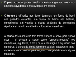 • O pescoço é longo em veados, cavalos e girafas, mas curto
  em tipos cavadores e não evidente em baleias.


• O tronco é cilíndrico nas ágeis doninhas, em forma de barril
  nos pesados elefantes, em forma de barco nas baleias,
  comprimidos em veados e outras espécies de corredores
  rápidos e achatado em Citellus e toupeiras cavadores.


• A cauda dos mamíferos tem forma variada e serve para vários
  usos – é eriçada e serve como “espanta-moscas” nos
  mamíferos ungulados, é forte para sustentação e equilíbrio nos
  cangurus, é achatada como remo em baleias, castores e ratos-
  almiscarados e preênsil para segurar, nos gambás e em alguns
  macacos.
 