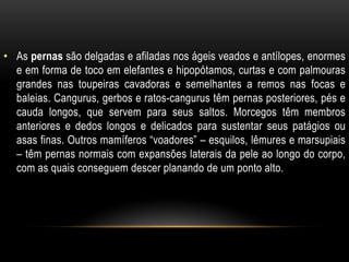 • As pernas são delgadas e afiladas nos ágeis veados e antílopes, enormes
  e em forma de toco em elefantes e hipopótamos, curtas e com palmouras
  grandes nas toupeiras cavadoras e semelhantes a remos nas focas e
  baleias. Cangurus, gerbos e ratos-cangurus têm pernas posteriores, pés e
  cauda longos, que servem para seus saltos. Morcegos têm membros
  anteriores e dedos longos e delicados para sustentar seus patágios ou
  asas finas. Outros mamíferos “voadores” – esquilos, lêmures e marsupiais
  – têm pernas normais com expansões laterais da pele ao longo do corpo,
  com as quais conseguem descer planando de um ponto alto.
 