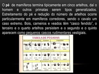 O pé de mamíferos termina tipicamente em cinco artelhos, daí o
homem e outros primatas serem tipos generalizados.
Estreitamento do pé e redução do número de artelhos ocorre
particularmente em mamíferos corredores, sendo o cavalo um
caso extremo. Bois, carneiros e veados têm “casco fendido”, o
terceiro e o quarto artelhos persistem e o segundo e o quinto
aparecem como pequenos cascos rudimentares vestigiais.
 