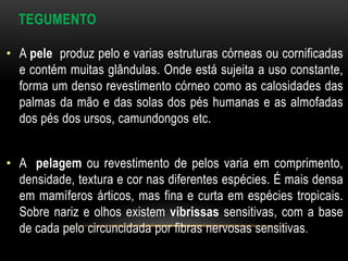 TEGUMENTO

• A pele produz pelo e varias estruturas córneas ou cornificadas
  e contém muitas glândulas. Onde está sujeita a uso constante,
  forma um denso revestimento córneo como as calosidades das
  palmas da mão e das solas dos pés humanas e as almofadas
  dos pés dos ursos, camundongos etc.


• A pelagem ou revestimento de pelos varia em comprimento,
  densidade, textura e cor nas diferentes espécies. É mais densa
  em mamíferos árticos, mas fina e curta em espécies tropicais.
  Sobre nariz e olhos existem vibrissas sensitivas, com a base
  de cada pelo circuncidada por fibras nervosas sensitivas.
 