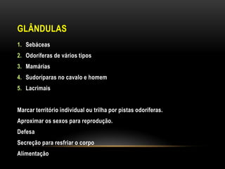 GLÂNDULAS
1. Sebáceas
2. Odoríferas de vários tipos
3. Mamárias
4. Sudoríparas no cavalo e homem
5. Lacrimais


Marcar território individual ou trilha por pistas odoríferas.
Aproximar os sexos para reprodução.
Defesa
Secreção para resfriar o corpo
Alimentação
 