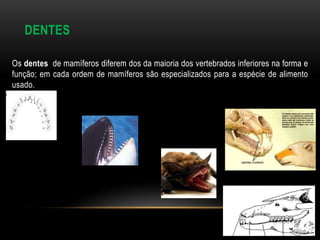 DENTES

Os dentes de mamíferos diferem dos da maioria dos vertebrados inferiores na forma e
função; em cada ordem de mamíferos são especializados para a espécie de alimento
usado.
 