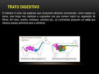 TRATO DIGESTIVO
O intestino é curto nas espécies que consomem alimento concentrado, como insetos ou
carne, mas longo nos roedores e ungulados nos que comem capim ou vegetação de
folhas. Em bois, veados, antílopes, camelos etc., os ruminantes possuem um ceco que
oferece espaço adicional para o alimento.
 