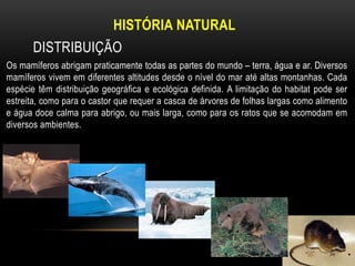 HISTÓRIA NATURAL
       DISTRIBUIÇÃO
Os mamíferos abrigam praticamente todas as partes do mundo – terra, água e ar. Diversos
mamíferos vivem em diferentes altitudes desde o nível do mar até altas montanhas. Cada
espécie têm distribuição geográfica e ecológica definida. A limitação do habitat pode ser
estreita, como para o castor que requer a casca de árvores de folhas largas como alimento
e água doce calma para abrigo, ou mais larga, como para os ratos que se acomodam em
diversos ambientes.
 