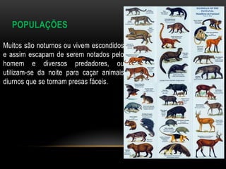 POPULAÇÕES

Muitos são noturnos ou vivem escondidos
e assim escapam de serem notados pelo
homem e diversos predadores, ou
utilizam-se da noite para caçar animais
diurnos que se tornam presas fáceis.
 