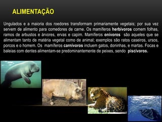 ALIMENTAÇÃO
Ungulados e a maioria dos roedores transformam primariamente vegetais; por sua vez
servem de alimento para comedores de carne. Os mamíferos herbívoros comem folhas,
ramos de arbustos e árvores, ervas e capim. Mamíferos onívoros são aqueles que se
alimentam tanto de matéria vegetal como de animal; exemplos são ratos caseiros, ursos,
porcos e o homem. Os mamíferos carnívoros incluem gatos, doninhas, e martas. Focas e
baleias com dentes alimentam-se predominantemente de peixes, sendo piscívoros.
 