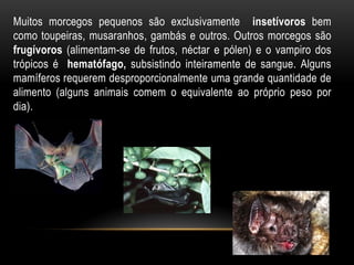 Muitos morcegos pequenos são exclusivamente insetívoros bem
como toupeiras, musaranhos, gambás e outros. Outros morcegos são
frugívoros (alimentam-se de frutos, néctar e pólen) e o vampiro dos
trópicos é hematófago, subsistindo inteiramente de sangue. Alguns
mamíferos requerem desproporcionalmente uma grande quantidade de
alimento (alguns animais comem o equivalente ao próprio peso por
dia).
 