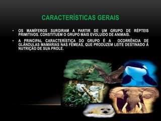 CARACTERÍSTICAS GERAIS
•   OS MAMÍFEROS SURGIRAM A PARTIR DE UM GRUPO DE RÉPTEIS
    PRIMITIVOS. CONSTITUEM O GRUPO MAIS EVOLUÍDO DE ANIMAIS.
•   A PRINCIPAL CARACTERÍSTICA DO GRUPO É A       OCORRÊNCIA DE
    GLÂNDULAS MAMÁRIAS NAS FÊMEAS, QUE PRODUZEM LEITE DESTINADO À
    NUTRIÇÃO DE SUA PROLE.
 