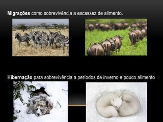 Migrações como sobrevivência a escassez de alimento.




Hibernação para sobrevivência a períodos de inverno e pouco alimento
 