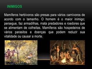 INIMIGOS

Mamíferos herbívoros são presas para vários carnívoros de
acordo com o tamanho. O homem é o maior inimigo;
persegue, faz armadilhas, mata predadores e roedores que
se alimentam de colheitas. Mamíferos são hospedeiros de
vários parasitos e doenças que podem reduzir sua
vitalidade ou causar a morte.
 
