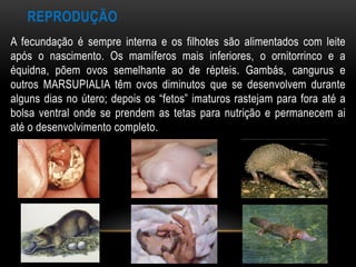 REPRODUÇÃO
A fecundação é sempre interna e os filhotes são alimentados com leite
após o nascimento. Os mamíferos mais inferiores, o ornitorrinco e a
équidna, põem ovos semelhante ao de répteis. Gambás, cangurus e
outros MARSUPIALIA têm ovos diminutos que se desenvolvem durante
alguns dias no útero; depois os “fetos” imaturos rastejam para fora até a
bolsa ventral onde se prendem as tetas para nutrição e permanecem ai
até o desenvolvimento completo.
 