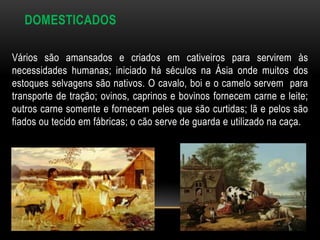 DOMESTICADOS

Vários são amansados e criados em cativeiros para servirem às
necessidades humanas; iniciado há séculos na Ásia onde muitos dos
estoques selvagens são nativos. O cavalo, boi e o camelo servem para
transporte de tração; ovinos, caprinos e bovinos fornecem carne e leite;
outros carne somente e fornecem peles que são curtidas; lã e pelos são
fiados ou tecido em fábricas; o cão serve de guarda e utilizado na caça.
 