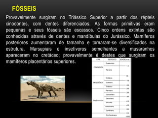 FÓSSEIS
Provavelmente surgiram no Triássico Superior a partir dos répteis
cinodontes, com dentes diferenciados. As formas primitivas eram
pequenas e seus fósseis são escassos. Cinco ordens extintas são
conhecidas através de dentes e mandíbulas do Jurássico. Mamíferos
posteriores aumentaram de tamanho e tornaram-se diversificados na
estrutura. Marsupiais e insetívoros semelhantes a musaranhos
apareceram no cretáceo; provavelmente é destes que surgiram os
mamíferos placentários superiores.
 