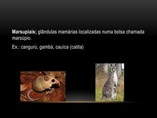 Marsupiais; glândulas mamárias localizadas numa bolsa chamada
marsúpio.
Ex.: cangurú, gambá, cauíca (catita)
 