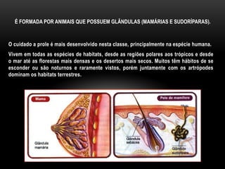 É FORMADA POR ANIMAIS QUE POSSUEM GLÂNDULAS (MAMÁRIAS E SUDORÍPARAS).



O cuidado a prole é mais desenvolvido nesta classe, principalmente na espécie humana.
Vivem em todas as espécies de habitats, desde as regiões polares aos trópicos e desde
o mar até as florestas mais densas e os desertos mais secos. Muitos têm hábitos de se
esconder ou são noturnos e raramente vistos, porém juntamente com os artrópodes
dominam os habitats terrestres.
 