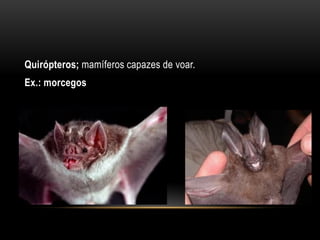 Quirópteros; mamíferos capazes de voar.
Ex.: morcegos
 