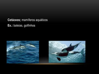 Cetáceos; mamíferos aquáticos
Ex.: baleias, golfinhos
 