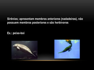 Sirênios; apresentam membros anteriores (nadadeiras), não
possuem membros posteriores e são herbívoros


Ex.: peixe-boi
 